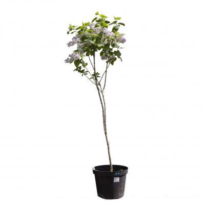 Сирень обыкновенная штамб, Гор30, Выс140 в интернет гипермаркете «Планета Лета». Фото