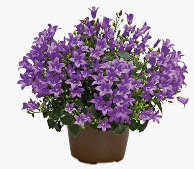 Колокольчик Портеншлага, Гор10, Выс17 в интернет гипермаркете «Планета Лета». Фото