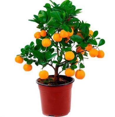 Цитрофортунелла Orangia, Гор18, Выс60 в интернет гипермаркете «Планета Лета». Фото