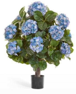 Гортензия темно-голубая куст Макси в-70, д-50 см  в горшке 20.6253BL в интернет гипермаркете «Планета Лета». Фото
