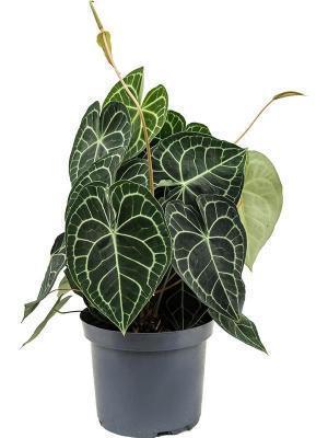 Антуриум Clarinervium, Гор12, Выс35 в интернет гипермаркете «Планета Лета». Фото