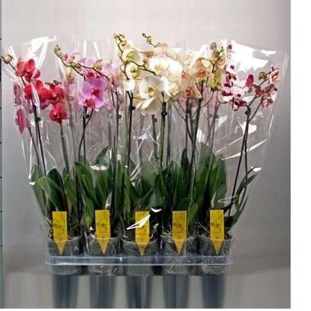 Фаленопсис 1 pp Mix, Гор9, Выс40 Уценка!!! в интернет гипермаркете «Планета Лета». Фото