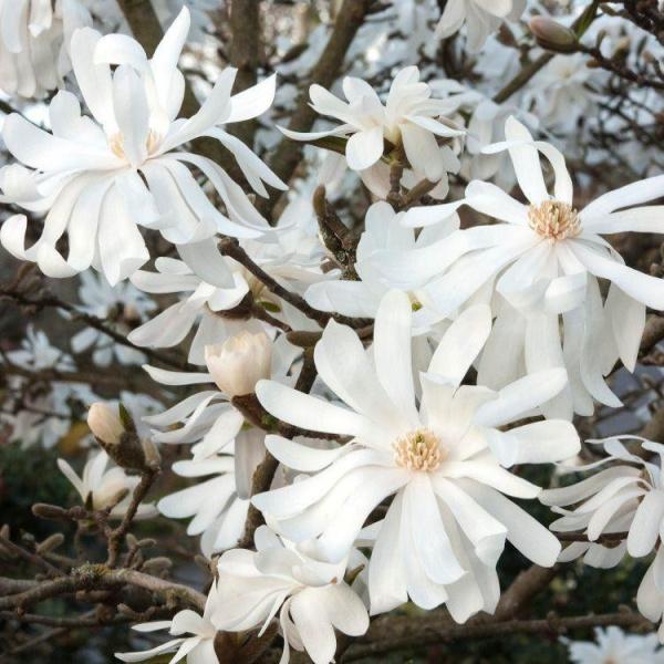 Магнолия Stellata Royal star, Гор17, Выс30-40 в интернет гипермаркете «Планета Лета». Фото