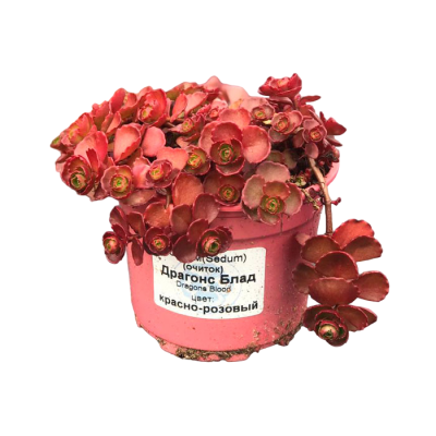 Очиток ложный Кровь Дракона, Гор13 М в интернет гипермаркете «Планета Лета». Фото
