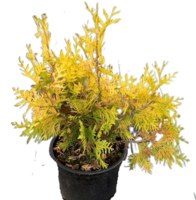 Туя запад.Europe Gold, Гор17, Выс30 в интернет гипермаркете «Планета Лета». Фото