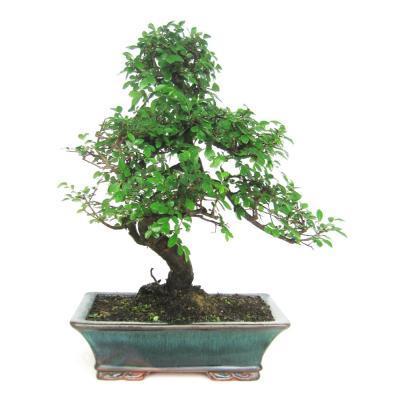 Бонсаи Zelkova, Гор35, Выс50 в интернет гипермаркете «Планета Лета». Фото