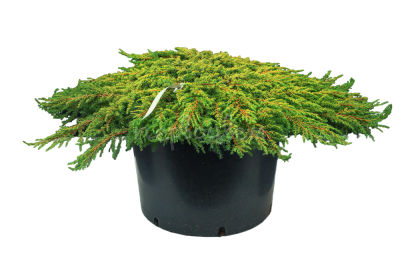 Можжевел.обыкн.Lemon Carpet, Гор19, Выс25-30 в интернет гипермаркете «Планета Лета». Фото