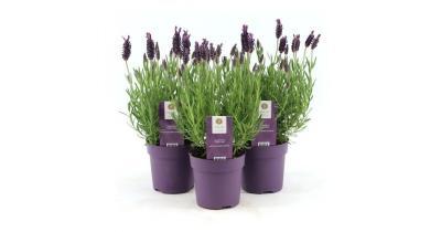 Лаванда, Гор11 М в интернет гипермаркете «Планета Лета». Фото