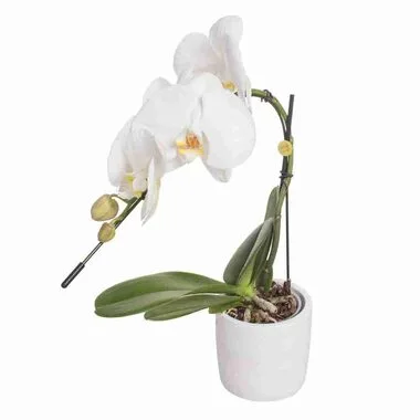 Фаленопсис 1 pp Formidablo, Гор12, Выс65 в интернет гипермаркете «Планета Лета». Фото