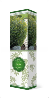 Ива пурпурная Нана/ЦКор в интернет гипермаркете «Планета Лета». Фото