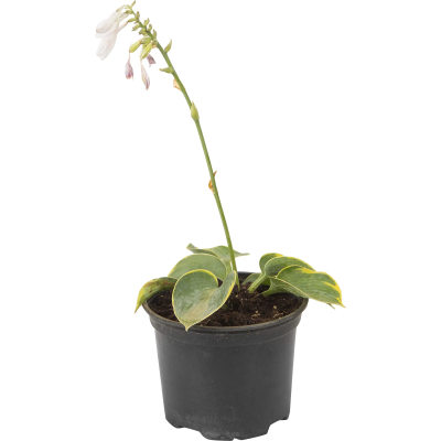 Хоста Халцион, Гор17 М в интернет гипермаркете «Планета Лета». Фото