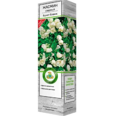 Жасмин садовый (Чубушник) Букет Бланк/ЦКор в интернет гипермаркете «Планета Лета». Фото
