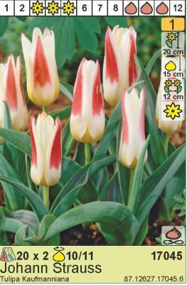 BUD Тюльпан Johann Strauss (x2) в интернет гипермаркете «Планета Лета». Фото