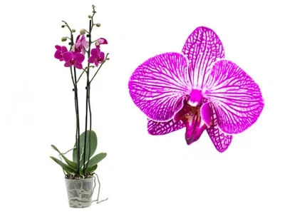 Фаленопсис 2 pp Happy Minho, Гор12, Выс65 в интернет гипермаркете «Планета Лета». Фото