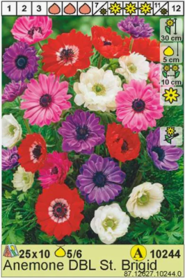 BES Анемона Double St. Brigid (x10) в интернет гипермаркете «Планета Лета». Фото
