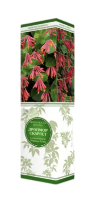 Жимолость (декоративная) Брауна Дропмор Скарлет/ЦКор в интернет гипермаркете «Планета Лета». Фото