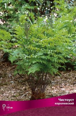 Чистоуст королевский/К ПОИСК в интернет гипермаркете «Планета Лета». Фото Чистоуст королевский/К в интернет гипермаркете «Планета Лета». Фото