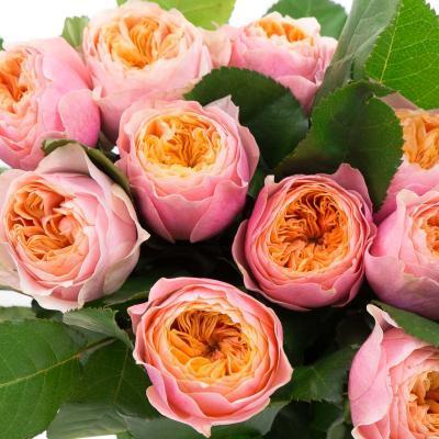 Роза чайно-гибрид Вайт Вувузелла ОКС в интернет гипермаркете «Планета Лета». Фото