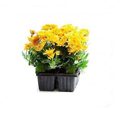 Хризантема кассета 6 ячеек в интернет гипермаркете «Планета Лета». Фото