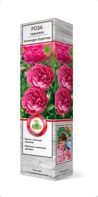 Роза парковая Командан Баропер П в интернет гипермаркете «Планета Лета». Фото