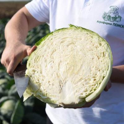 Капуста белокочанная Застольный F1 (сер.Домаш.заготовка) (А) (ЦВ) 0,2гр в интернет гипермаркете «Планета Лета». Фото