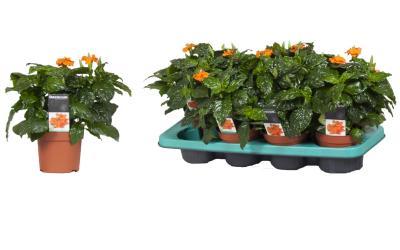 Кроссандра Fortuna, Гор13, Выс20 в интернет гипермаркете «Планета Лета». Фото