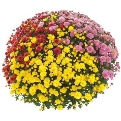 Хризантема ф.шар ТРИО, Гор40, Выс100 М в интернет гипермаркете «Планета Лета». Фото