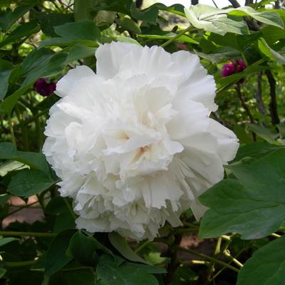 Пион древовидный Корона из бисера/ЦКор в интернет гипермаркете «Планета Лета». Фото