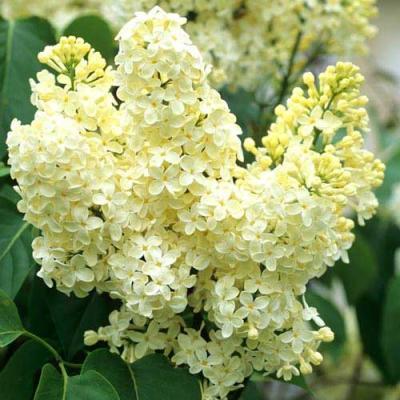 Сирень обыкновенная Примроуз (туба) в интернет гипермаркете «Планета Лета». Фото