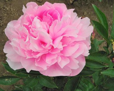 Пион травянистый Летящий Журавль 7Ц (туба) в интернет гипермаркете «Планета Лета». Фото