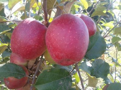 Яблоня карликовая Синап алмаатинский 1-летка ОКС Н130 в интернет гипермаркете «Планета Лета». Фото