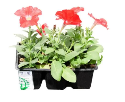 Петуния микс (1*10) клаета, М в интернет гипермаркете «Планета Лета». Фото