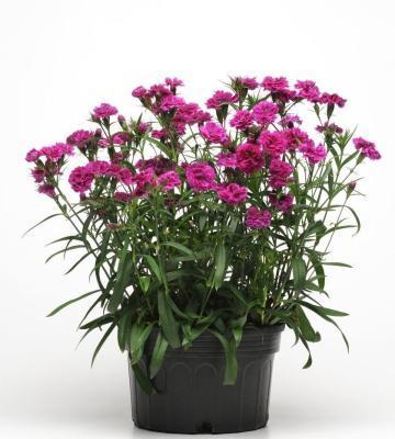 Гвоздика махровая, Гор10,5 М в интернет гипермаркете «Планета Лета». Фото