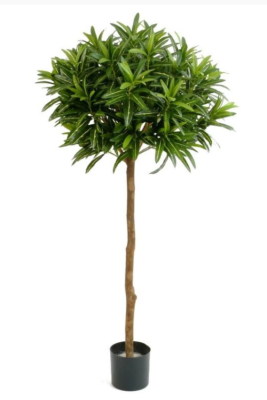 Кротон Голдфингер зонтичнный 150 см в интернет гипермаркете «Планета Лета». Фото