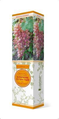 Виноград плодовый Кишмиш лучистый П в интернет гипермаркете «Планета Лета». Фото