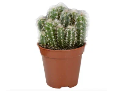 Кактус OREOCACTUS, Гор27, Выс40 в интернет гипермаркете «Планета Лета». Фото