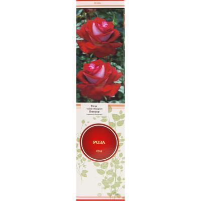 Роза чайно-гибридная Люксор, Гор23 Л в интернет гипермаркете «Планета Лета». Фото