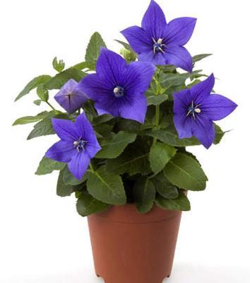 Ширококолокольчик, Гор12, Выс25 в интернет гипермаркете «Планета Лета». Фото