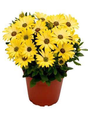 Диморфотека, Гор10, Выс15 в интернет гипермаркете «Планета Лета». Фото