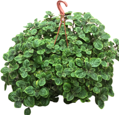 Плектрантус пестрый подвес, Гор20 М в интернет гипермаркете «Планета Лета». Фото