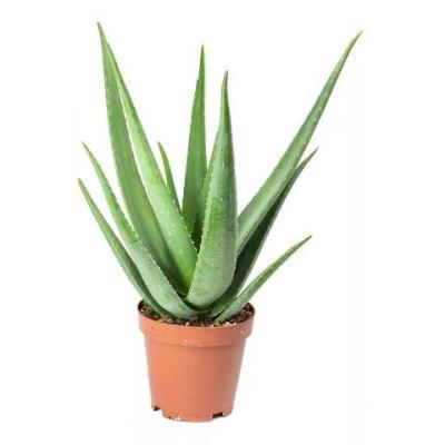 Алоэ Vera, Гор9, Выс22 в интернет гипермаркете «Планета Лета». Фото