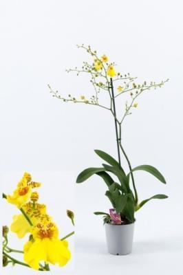 Орхидея Oncidium, Гор12, Выс70 в интернет гипермаркете «Планета Лета». Фото