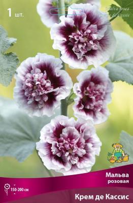 Мальва розовая Крем де Кассис/К  в интернет гипермаркете «Планета Лета». Фото Мальва розовая Крем де Кассис/К в интернет гипермаркете «Планета Лета». Фото