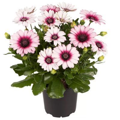 Остеоспермум, Гор11 М в интернет гипермаркете «Планета Лета». Фото