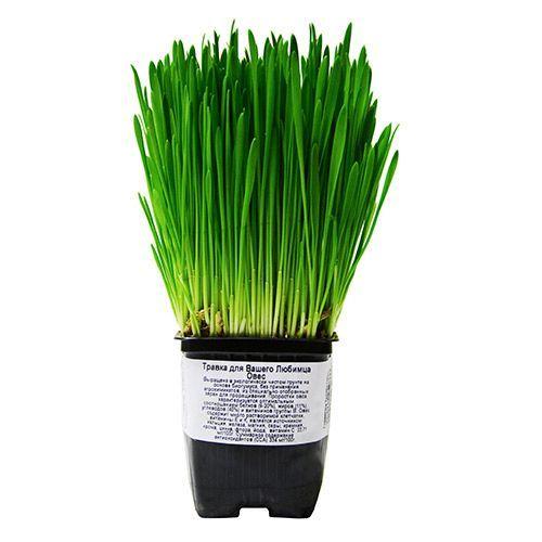 Овсяница сизая d10 Lav в интернет гипермаркете «Планета Лета». Фото