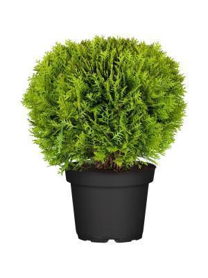 Туя запад.Danica, Гор26, Выс30-35 Б в интернет гипермаркете «Планета Лета». Фото