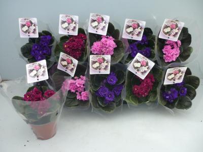 Фиалка Ballerina's, Гор10, Выс20 в интернет гипермаркете «Планета Лета». Фото