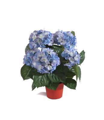 Гидрангея Macrophylla, Гор13, Выс30 в интернет гипермаркете «Планета Лета». Фото