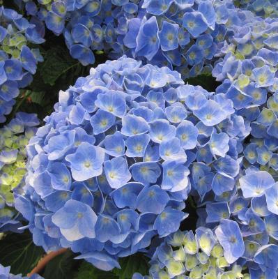 Гортензия крупнолистная Боденси 7Ц в интернет гипермаркете «Планета Лета». Фото