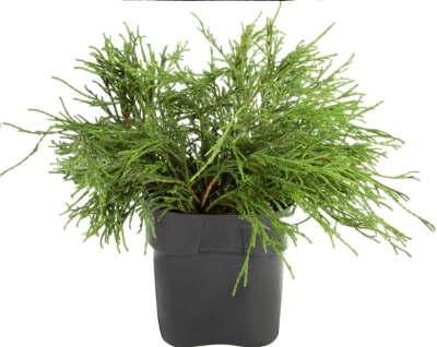 Кипарисовик горох.Filifera Nana, Гор23, Выс40 в интернет гипермаркете «Планета Лета». Фото